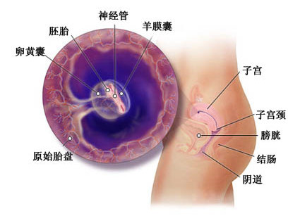 孕妇怀孕5周的症状