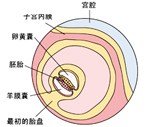 怀孕4周胎儿发育过程图