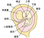 怀孕6周胎儿发育过程图