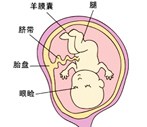 怀孕15周胎儿发育过程图