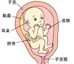 怀孕23周胎儿发育过程图