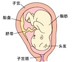 怀孕25周胎儿发育过程图