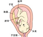 怀孕32周胎儿发育过程图