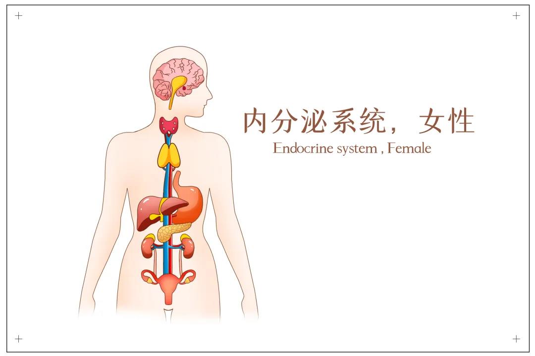 内分泌失调吃什么药？常见的内分泌失调有哪些？.jpg