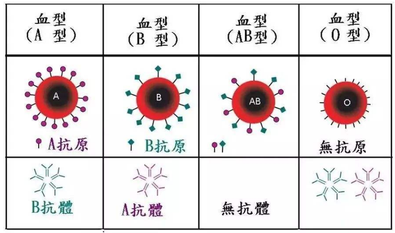 A型血和B型血生的孩子是什么血型