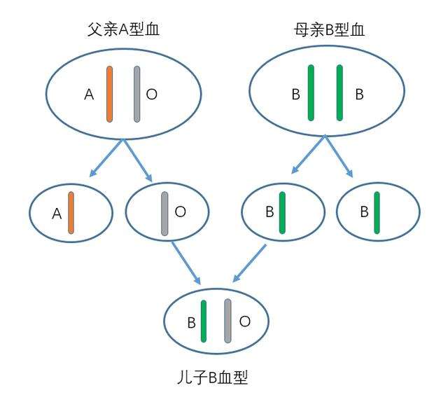 血型阳性会遗传吗.jpg