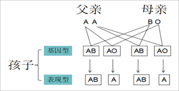 宝宝的血型遗传谁的.jpg