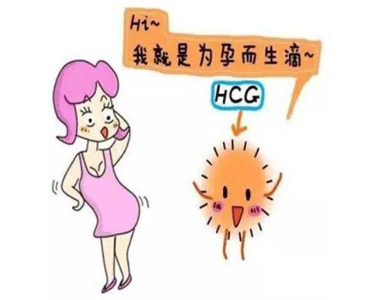 hcg确认男女的原理是什么？准确率高吗？.jpg