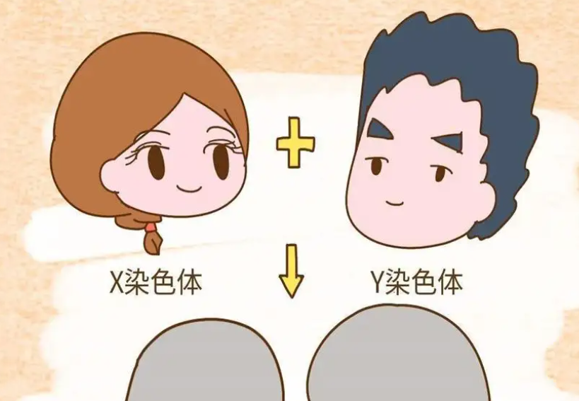 刚刚怀孕怎么知道男孩女孩.png