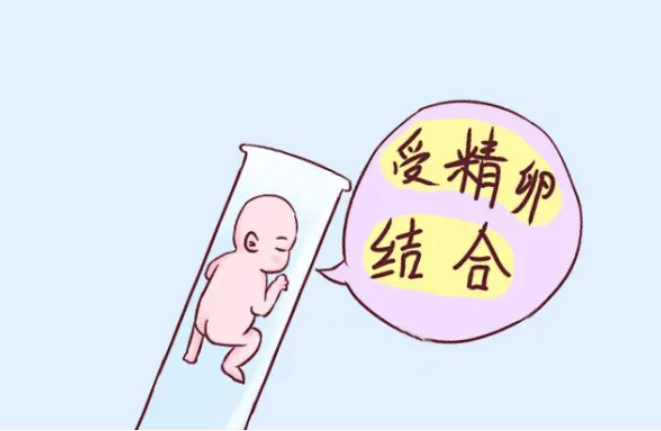 试管婴儿什么时候知道性别.png